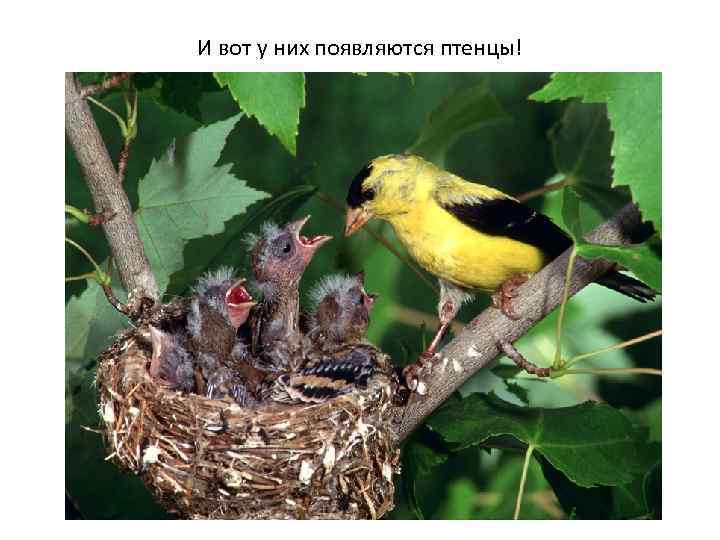 И вот у них появляются птенцы! 