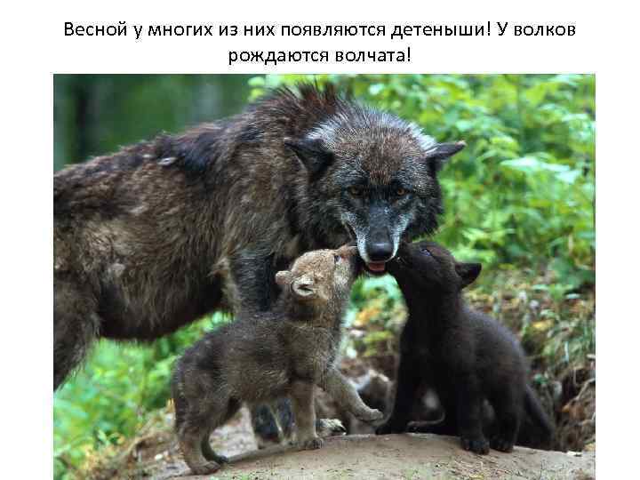 Весной у многих из них появляются детеныши! У волков рождаются волчата! 