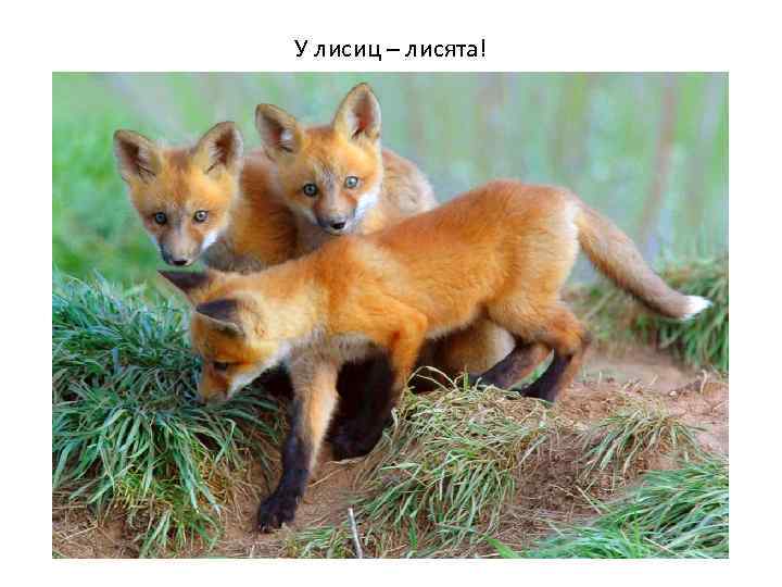 У лисиц – лисята! 
