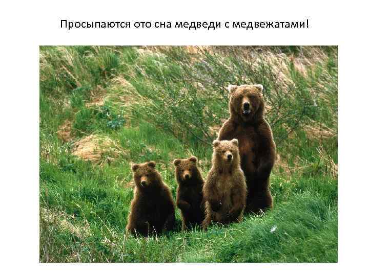 Просыпаются ото сна медведи с медвежатами! 