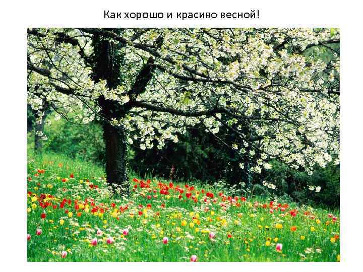Как хорошо и красиво весной! 