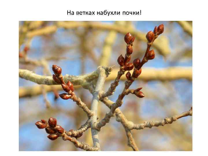 На ветках набухли почки! 
