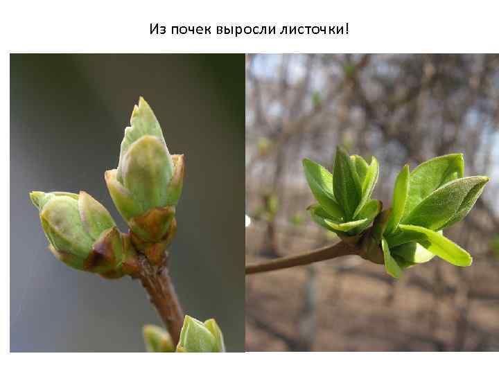 Из почек выросли листочки! 