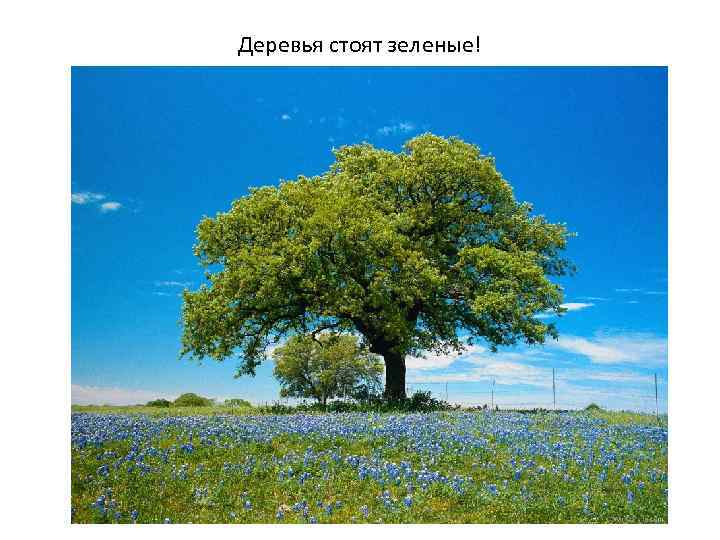Деревья стоят зеленые! 