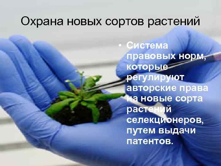 Охрана новых сортов растений • Система правовых норм, которые регулируют авторские права на новые