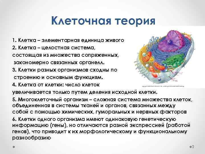 Клеточная теория 1. Клетка – элементарная единица живого 2. Клетка – целостная система, состоящая