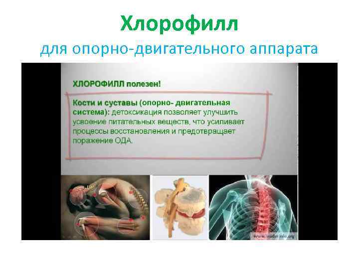 Хлорофилл для опорно-двигательного аппарата 