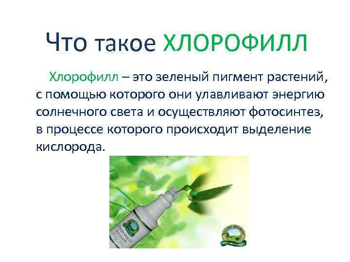 Что такое ХЛОРОФИЛЛ Хлорофилл – это зеленый пигмент растений, с помощью которого они улавливают