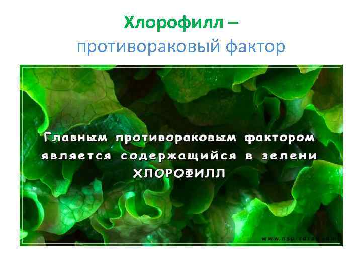 Хлорофилл – противораковый фактор 