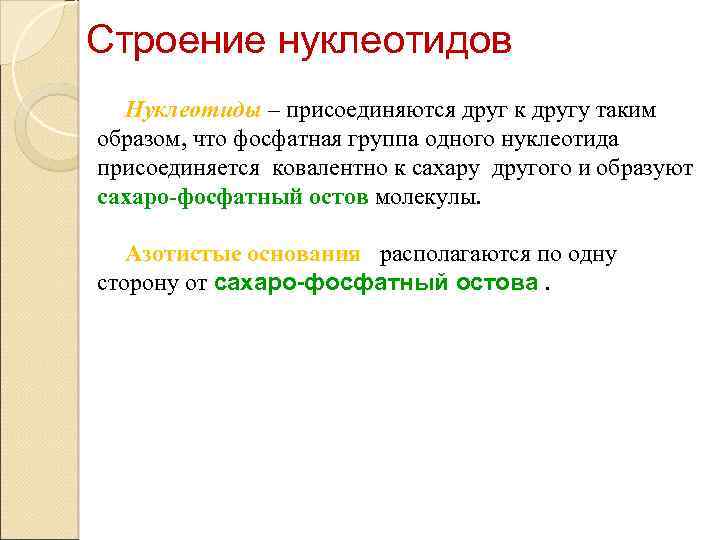 Строение нуклеотидов Нуклеотиды – присоединяются друг к другу таким образом, что фосфатная группа одного