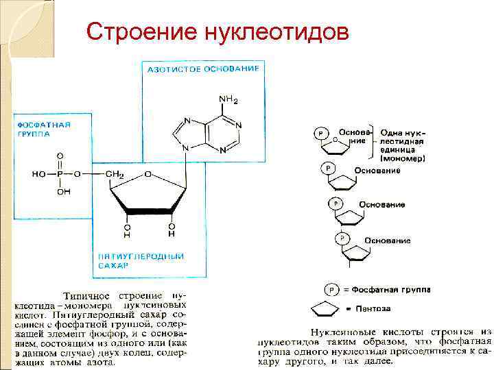 Нуклеотид состоит из