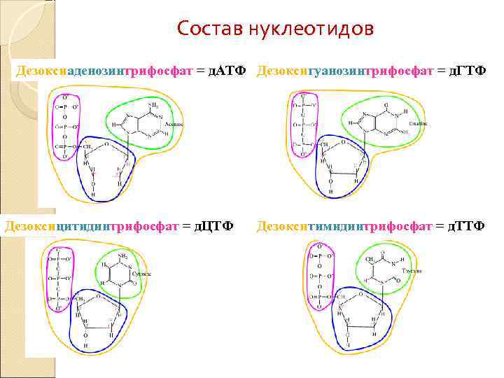Состав нуклеотидов Дезоксиаденозинтрифосфат = д. АТФ Дезоксигуанозинтрифосфат = д. ГТФ Дезоксицитидинтрифосфат = д. ЦТФ