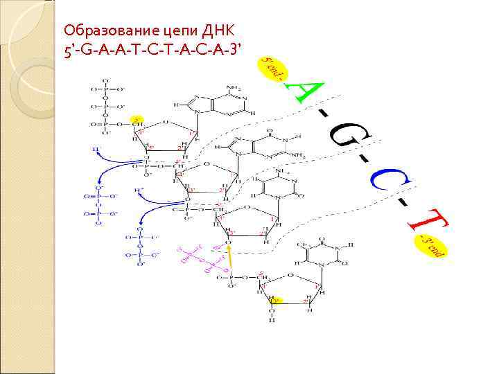 Образование цепи ДНК 5’-G-A-A-T-C-T-A-C-A-3’ 