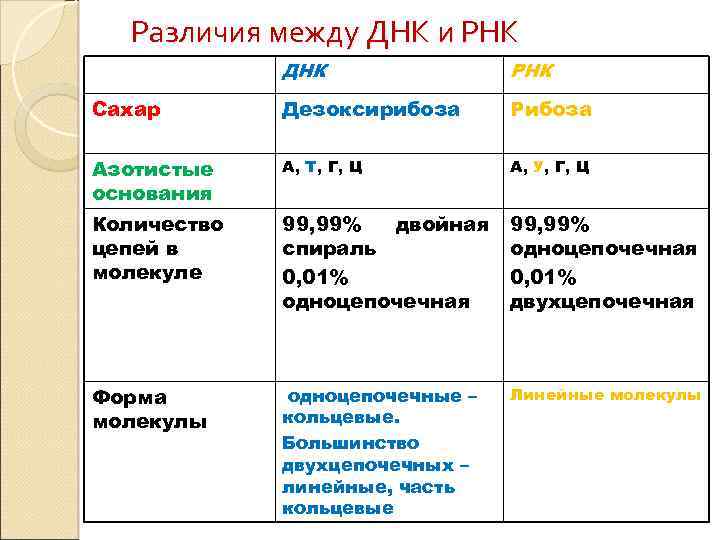 Различия между ДНК и РНК ДНК РНК Сахар Дезоксирибоза Рибоза Азотистые основания А, Т,