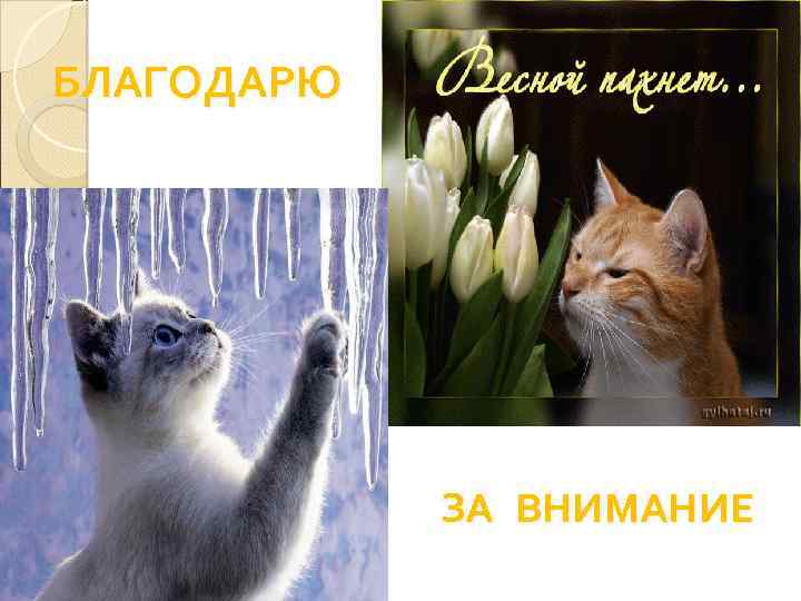 БЛАГОДАРЮ ЗА ВНИМАНИЕ 