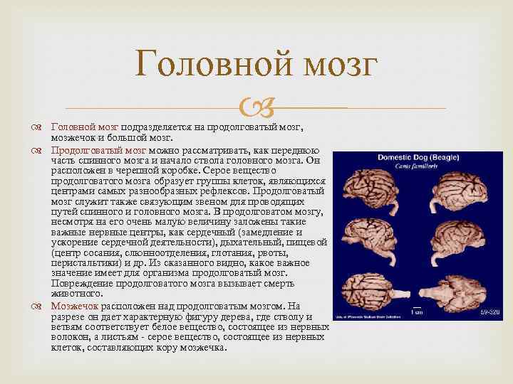 Головной мозг подразделяется на продолговатый мозг, мозжечок и большой мозг. Продолговатый мозг можно рассматривать,