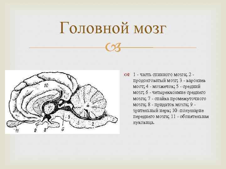 Головной мозг 1 - часть спинного мозга; 2 продолговатый мозг; 3 - варолиев мост;