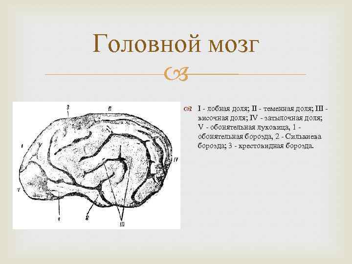 Головной мозг I - лобная доля; II - теменная доля; III височная доля; IV