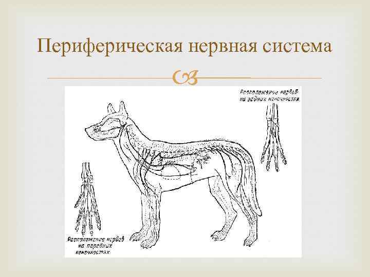 Периферическая нервная система 
