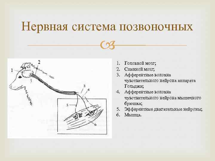 Нервная система позвоночных 1. Головной мозг; 2. Спинной мозг; 3. Афферентные волокна чувствительного нейрона