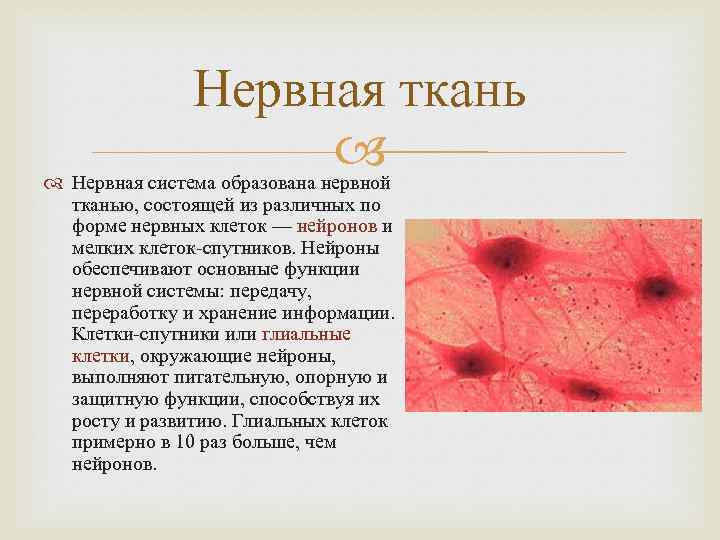 Нервная ткань Нервная система образована нервной тканью, состоящей из различных по форме нервных клеток