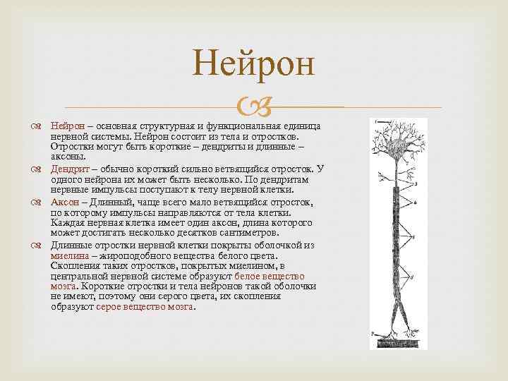 Нейрон – основная структурная и функциональная единица нервной системы. Нейрон состоит из тела и