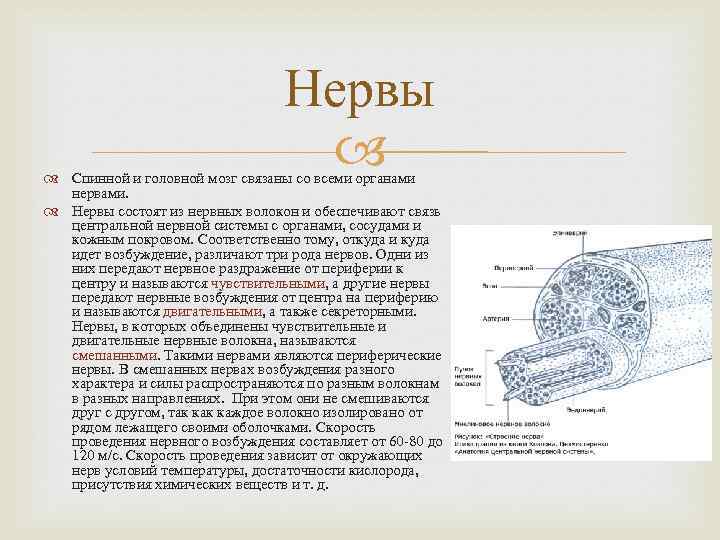 Нервы Спинной и головной мозг связаны со всеми органами нервами. Нервы состоят из нервных