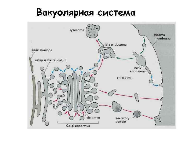 Вакуолярная система 