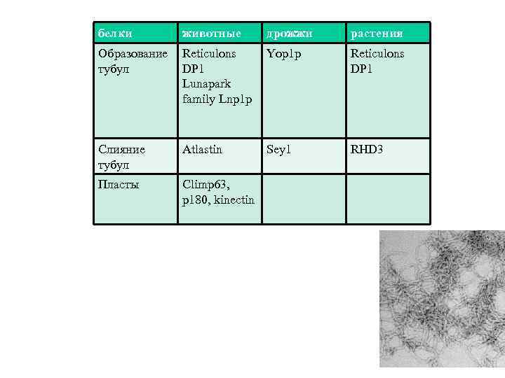 белки животные дрожжи растения Образование тубул Reticulons DP 1 Lunapark family Lnp 1 p