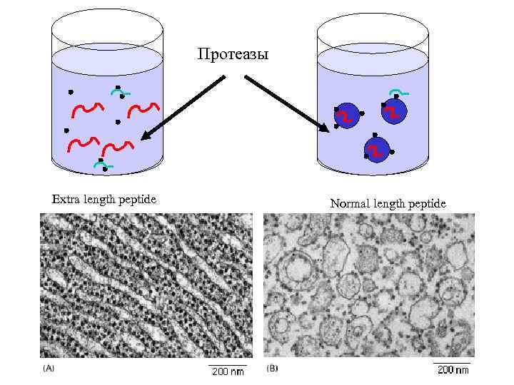 Протеазы Extra length peptide Normal length peptide 