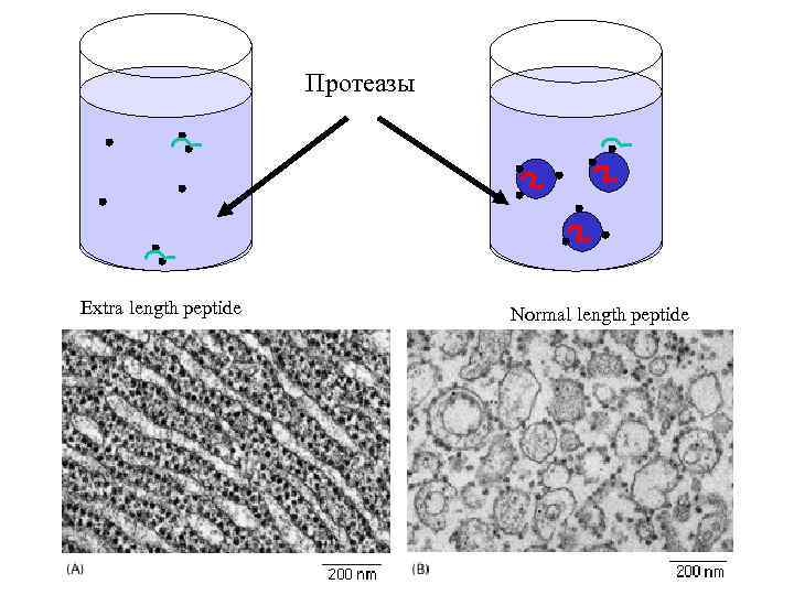 Протеазы Extra length peptide Normal length peptide 