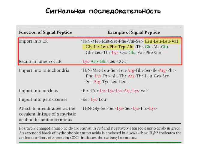 Сигнальная последовательность 