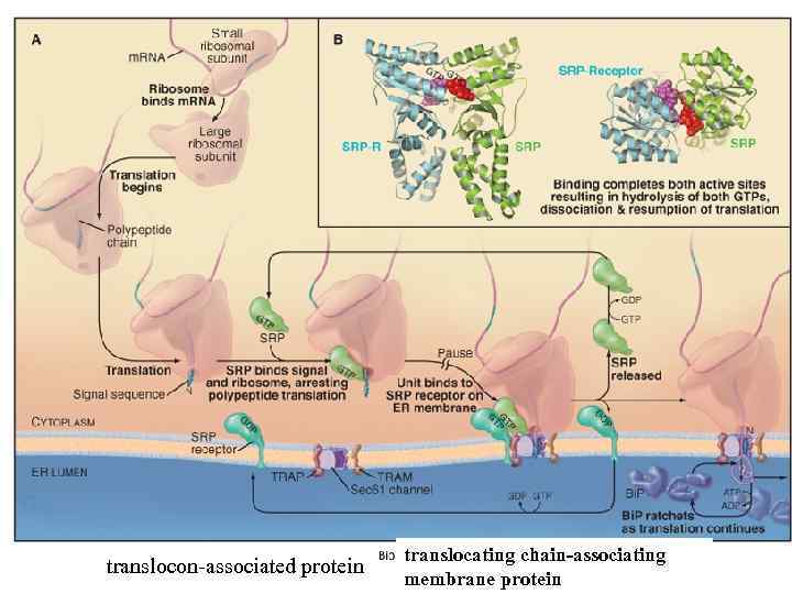 translocon-associated protein translocating chain-associating membrane protein 