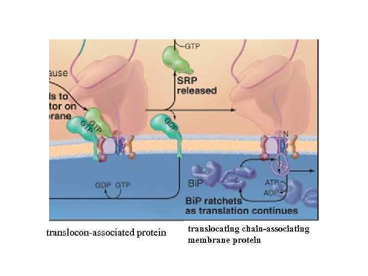 translocon-associated protein translocating chain-associating membrane protein 