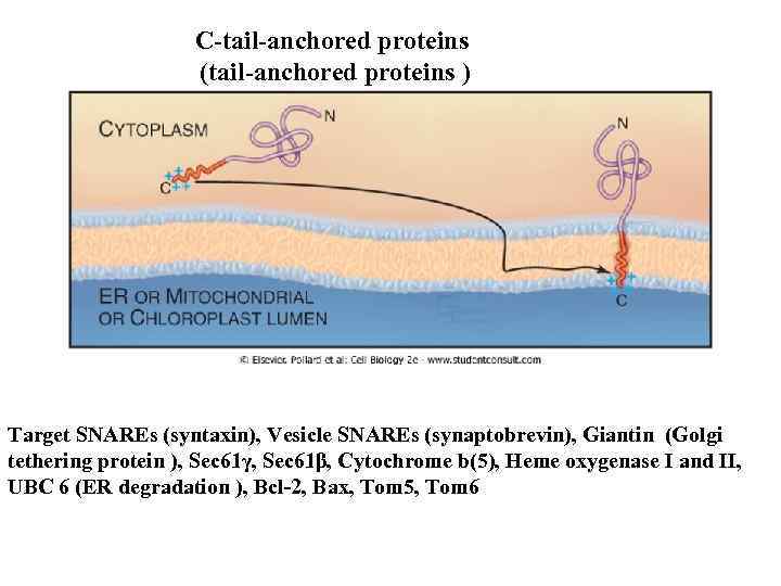 C-tail-anchored proteins (tail-anchored proteins ) Target SNAREs (syntaxin), Vesicle SNAREs (synaptobrevin), Giantin (Golgi tethering