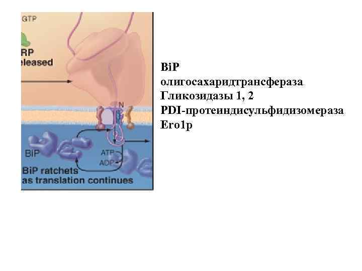 Bi. P олигосахаридтрансфераза Гликозидазы 1, 2 PDI-протеиндисульфидизомераза Ero 1 p 