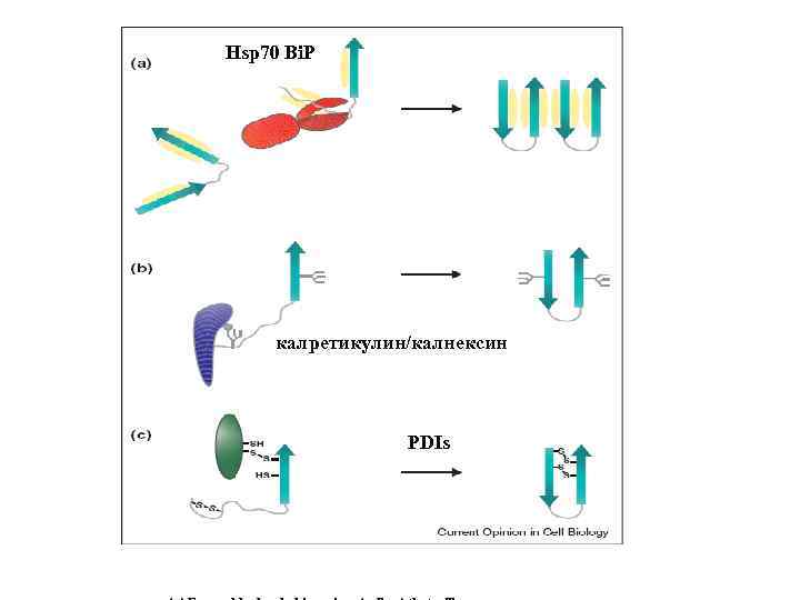 Hsp 70 Bi. P калретикулин/калнексин PDIs 