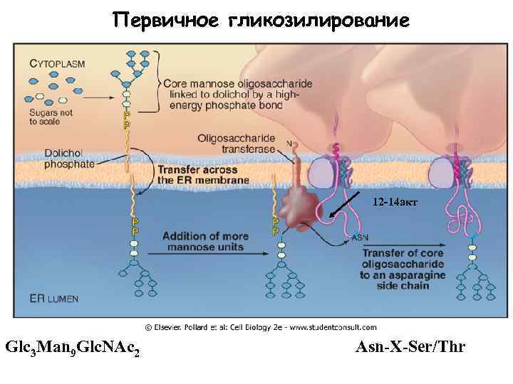 Первичное гликозилирование 12 -14 акт Glc 3 Man 9 Glc. NAc 2 Asn-X-Ser/Thr 