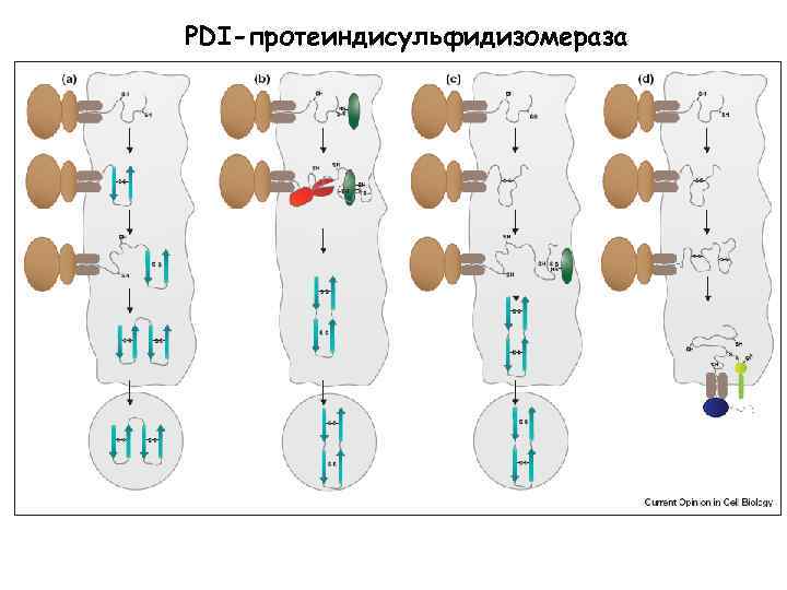 PDI-протеиндисульфидизомераза 