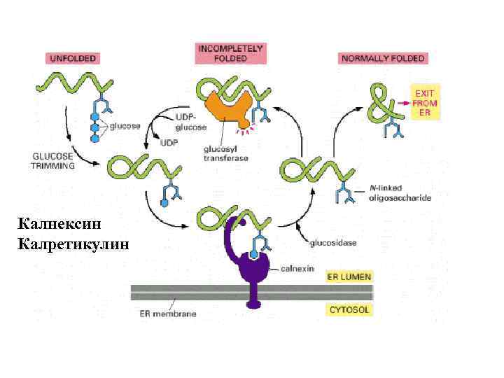 Калнексин Калретикулин 