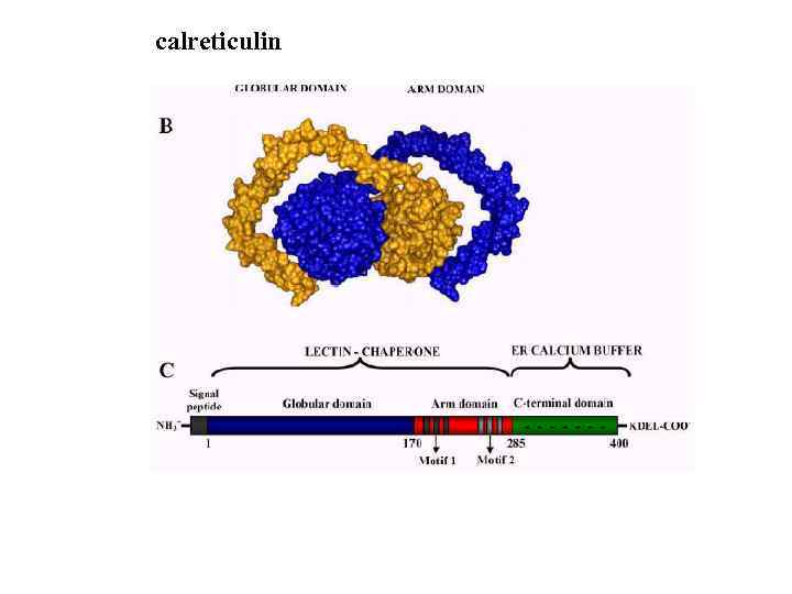 calreticulin 