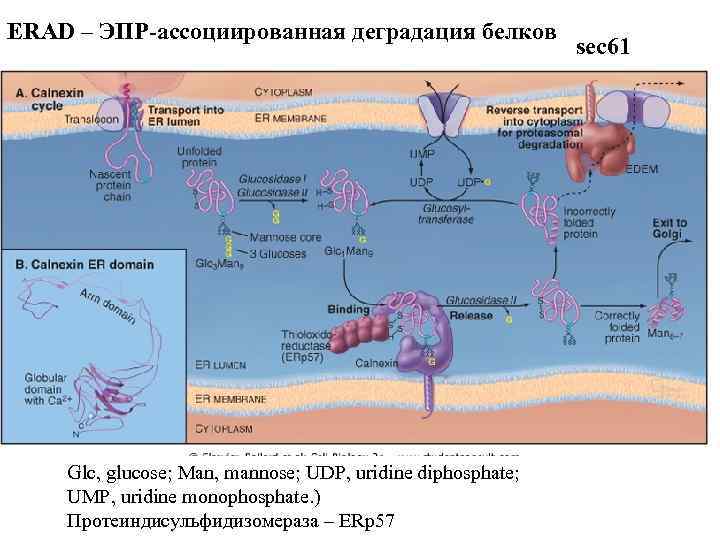 ERAD – ЭПР-ассоциированная деградация белков Glc, glucose; Man, mannose; UDP, uridine diphosphate; UMP, uridine