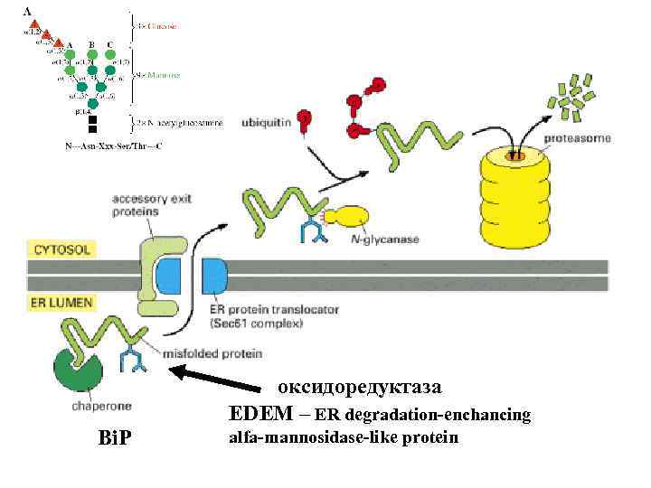 оксидоредуктаза EDEM – ER degradation-enchancing Bi. P alfa-mannosidase-like protein 