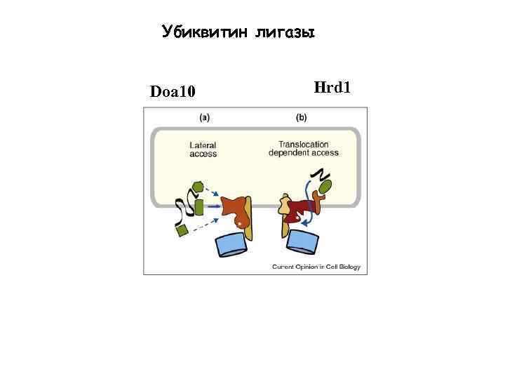 Убиквитин лигазы Doa 10 Hrd 1 