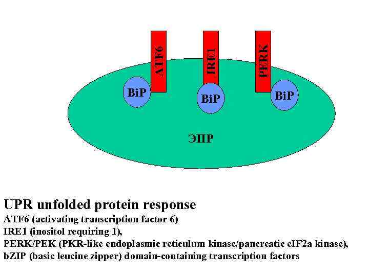 Bi. P PERK IRE 1 ATF 6 Bi. P ЭПР UPR unfolded protein response