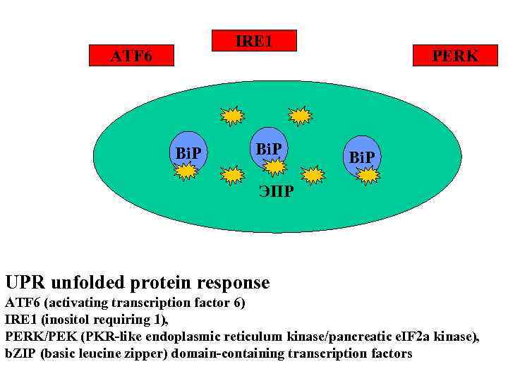 IRE 1 ATF 6 Bi. P PERK Bi. P ЭПР UPR unfolded protein response