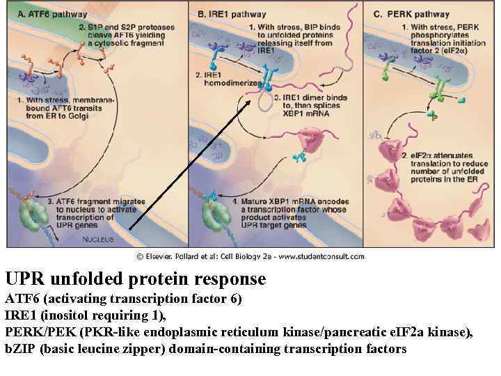 UPR unfolded protein response ATF 6 (activating transcription factor 6) IRE 1 (inositol requiring