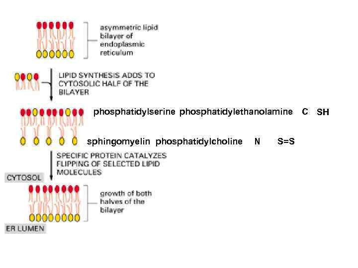 phosphatidylserine phosphatidylethanolamine sphingomyelin phosphatidylcholine N S=S C SH 