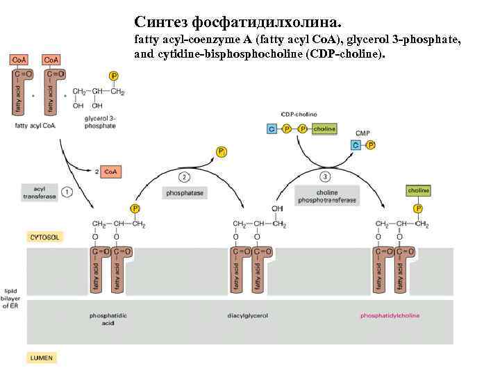 Схема образования фосфатидилхолина