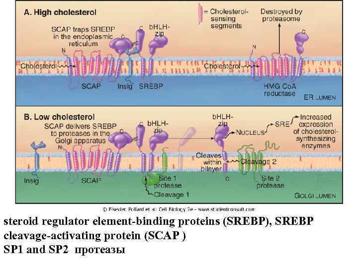 steroid regulator element-binding proteins (SREBP), SREBP cleavage-activating protein (SCAP ) SP 1 and SP